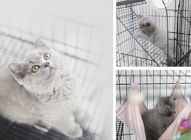 英伦印象 三层豪华 宠物猫笼 CAT-780 259元（长期售价399元） 买手党-买手聚集的地方
