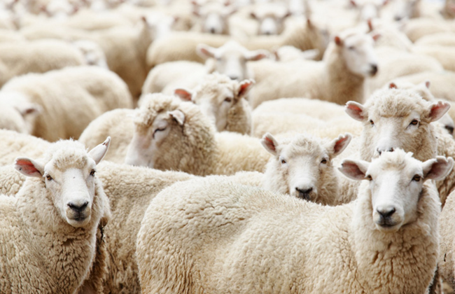 8斤！富安娜旗下 馨而乐 澳洲羊毛被1.8m 239元包邮（专柜价598元） 买手党-买手聚集的地方