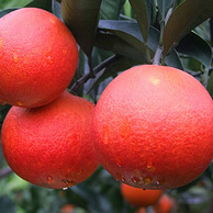 意大利塔罗科血橙引进培植：5斤 四川资中血橙
