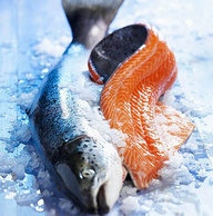 支持开箱验货，猫二郎 智利进口冰冻大西洋三文鱼整条 12-13斤