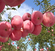 5分好评：甘肃 丝路生鲜 红富士苹果10斤