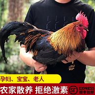 5分 0激素：态谷食代 农家散养大公鸡 3斤