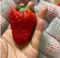 鸡蛋大、水果皇后： 2斤 友梦  丹东99红颜牛奶草莓