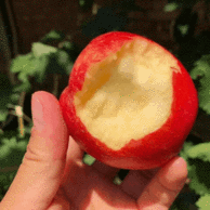 夏天的第一颗苹果，食在鱻 应季鲁丽小苹果 4斤 15个左右