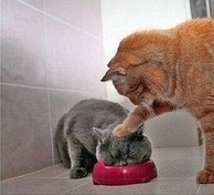 伟嘉 宠物 成猫猫粮海洋鱼味 3.6kg 43.61元