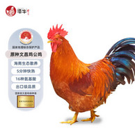 国家地理标志产产品，潭牛 果林散养110天正宗文昌鸡小公鸡1kg