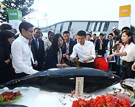马云同款！双11预售：大洋世家 日本长崎冰鲜整条蓝鳍金枪鱼60-80公斤