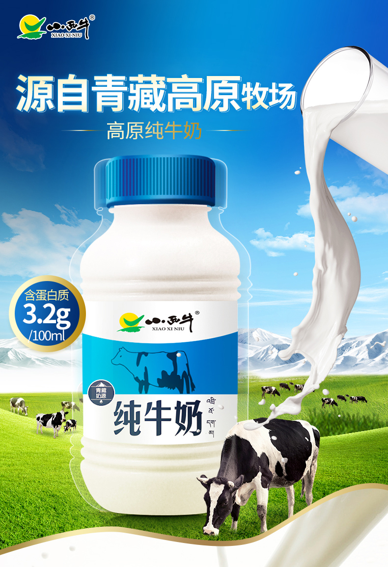 青海小西牛 纯牛奶整箱12瓶*243ML 新鲜发售 45.6元吃货价 买手党-买手聚集的地方