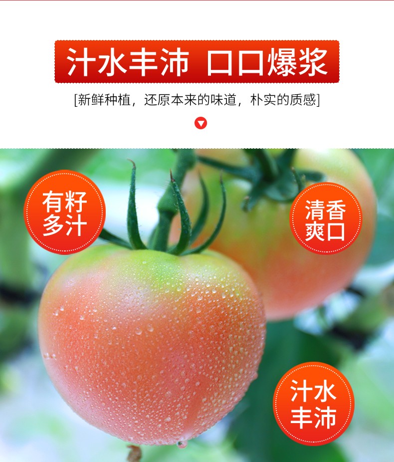 北京奥运会食材供应商，绿行者 桃太郎粉番茄新鲜西红柿5斤 24.9元顺丰包邮（需领券） 买手党-买手聚集的地方