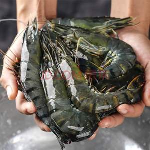 万景 鲜京采 北海活冻黑虎虾（大号31-40只）净重1kg
