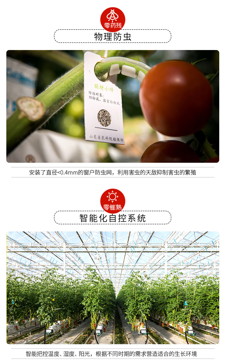 北京奥运会食材供应商，绿行者 桃太郎小粉番茄新鲜西红柿5斤 29.9元包邮（需领券） 买手党-买手聚集的地方