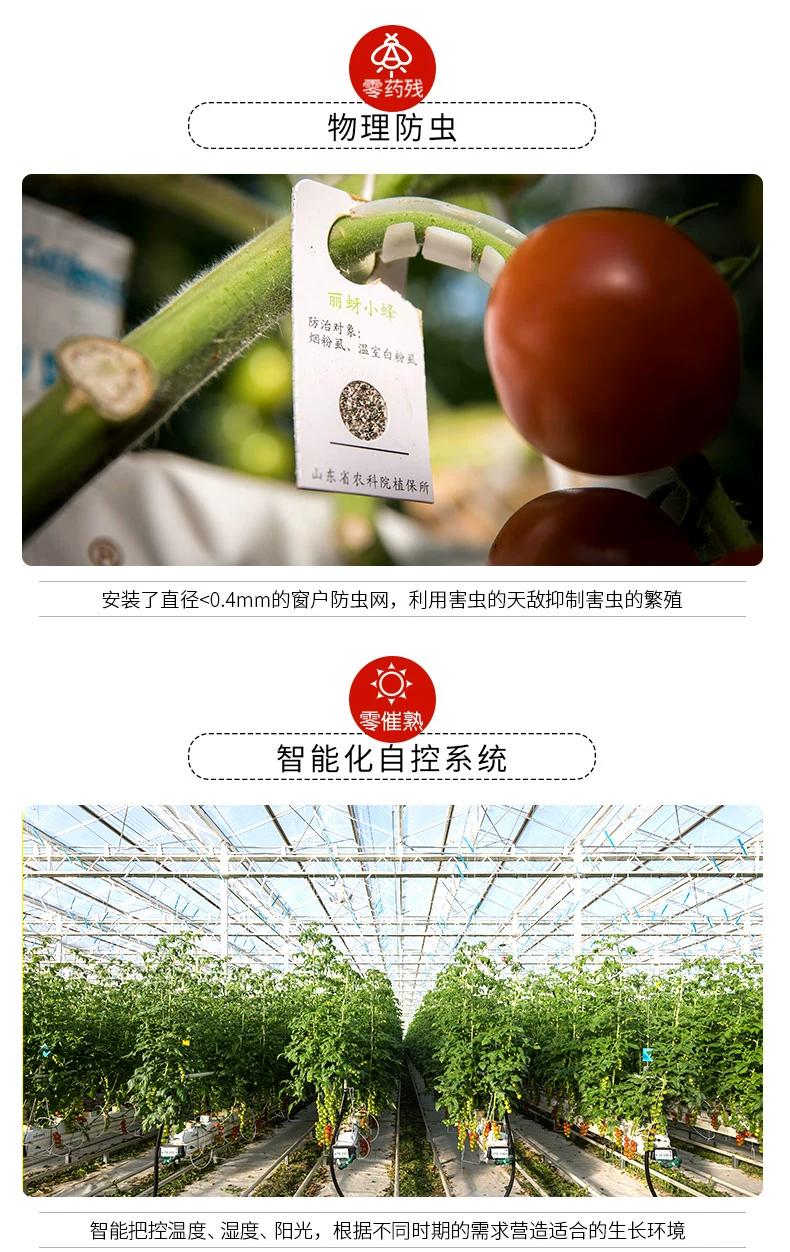北京奥运会食材供应商，绿行者 桃太郎小粉番茄新鲜西红柿5斤 32.9元包邮 买手党-买手聚集的地方